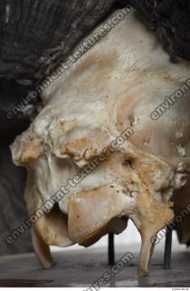 Photo Textures of Mouflon Skull 